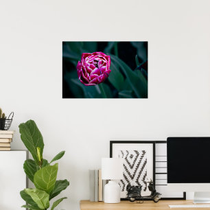Pink-Tulpe Poster