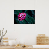 Pink-Tulpe Poster (Küche)