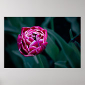 Pink-Tulpe Poster (Vorne)