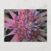 Pink und Blue Aechmea #2 Postkarte (Vorderseite)