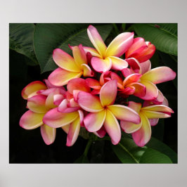 Pink und gelb Plumeria Poster