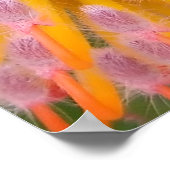 Pink und Orange Pincushion Proteaceae Poster (Ecke)