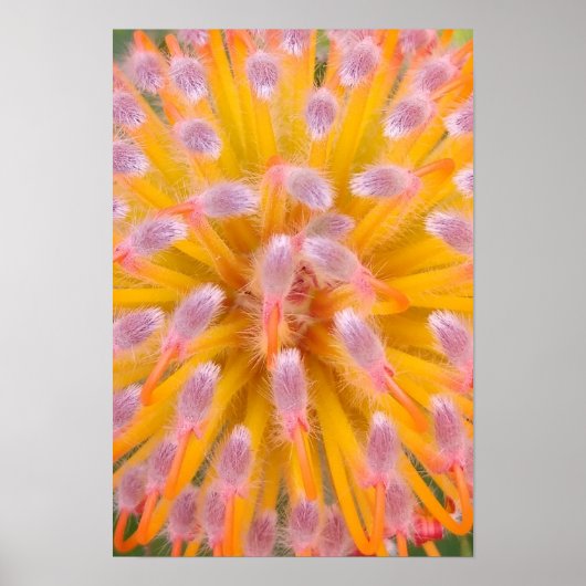 Pink und Orange Pincushion Proteaceae Poster (Vorne)