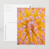 Pink und Orange Pincushion Proteaceae Postkarte (Vorne/Hinten)