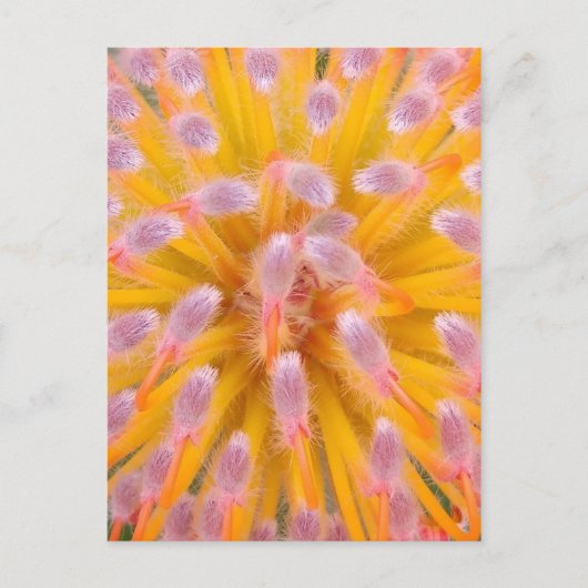Pink und Orange Pincushion Proteaceae Postkarte (Vorderseite)