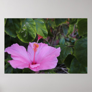 Pink und Proud Poster