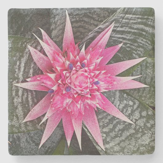 PINK UND WEISS BROMELIAD STAR-FLIEGEN STEINUNTERSETZER (Vorderseite)
