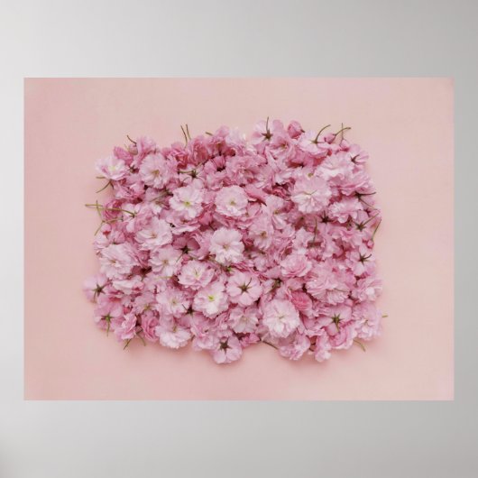 PINK UND WEISSE BLUME PETALS POSTER (Vorne)