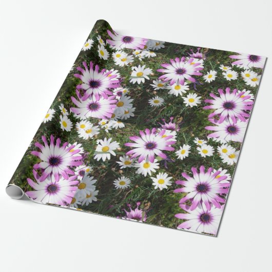 Pink und White Daisies Daisy Blume Wrapping Geschenkpapier (Ungerollt)