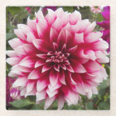 Pink Variegated Dahlia Floral Glasuntersetzer (Vorderseite)