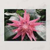 Pink Variegated Postkarte (Vorderseite)