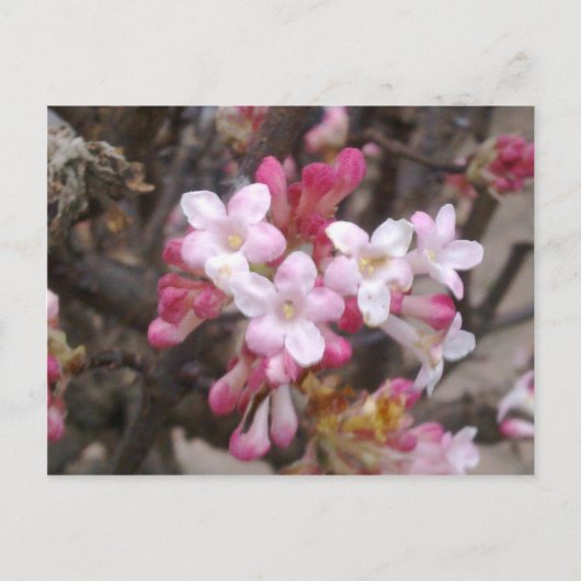 Pink Viburnum Blossom Postkarte (Vorderseite)