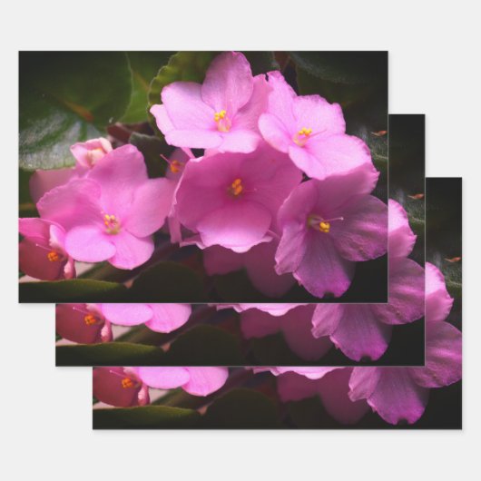 Pink Violette Africaine Saintpaulia Blume Geschenkpapier Set (Set)