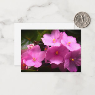 Pink Violette Africaine Saintpaulia Blume Mitteilungskarte