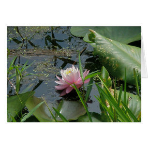 Pink-Wasser-Lily-Koordinaten