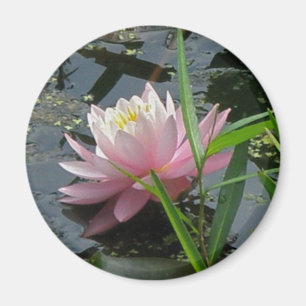 Pink-Wasser-Lily-Koordinaten Magnet