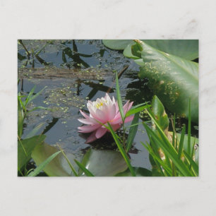 Pink-Wasser-Lily-Koordinaten Postkarte