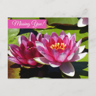 Pink Water Lilie Postkarte