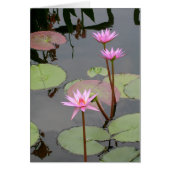Pink Water Lilies (Vorne)