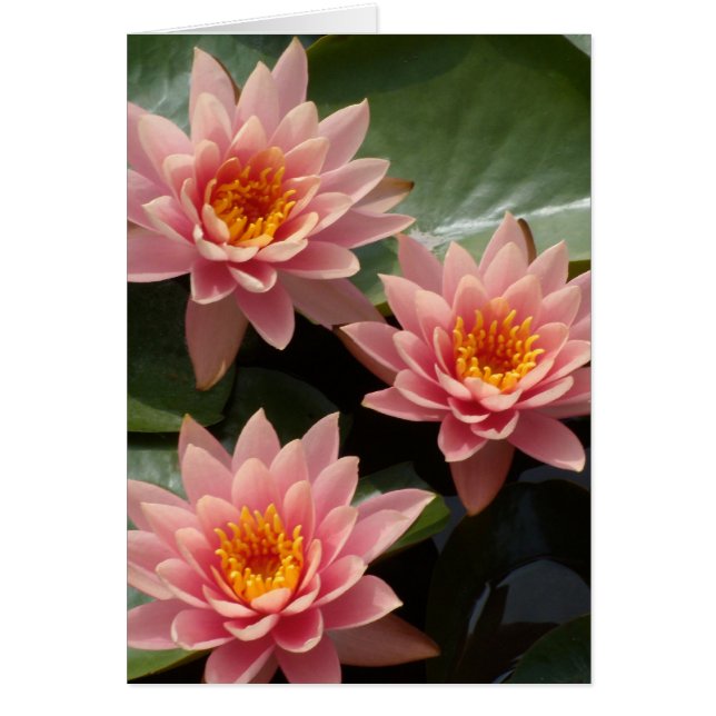 Pink Water Lilies (Vorne)