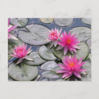 Pink Water Lilies