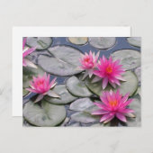 Pink Water Lilies Ankündigungspostkarte (Vorne/Hinten)