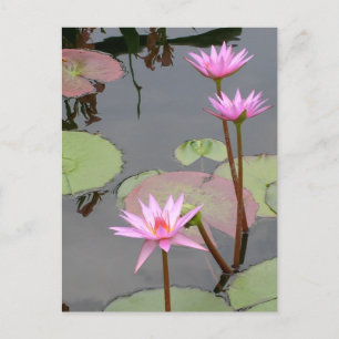 Pink Water Lilies Postkarte