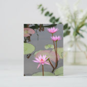 Pink Water Lilies Postkarte (Stehend Vorderseite)