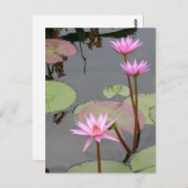 Pink Water Lilies Postkarte (Vorne/Hinten)