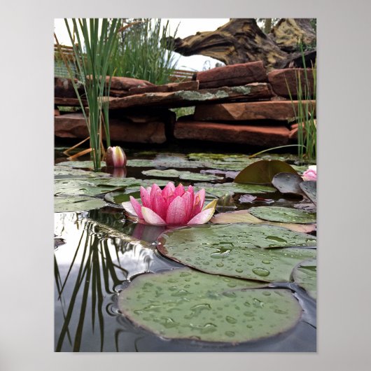 Pink Water Lilies & Reflections Foto Poster (Vorne)
