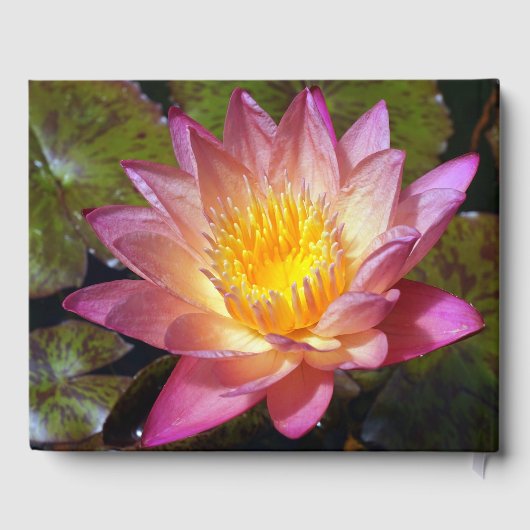 Pink Water Lily Foto Gästebuch (Rückseite)