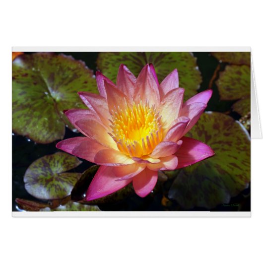 Pink Water Lily Foto Grußkarte (Vorderseite (Horizontal))