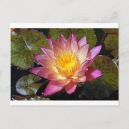 Pink Water Lily Foto Postkarte