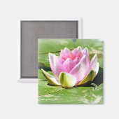 Pink Water Lily Magnet - Square (Vorderseite/Rückseite)