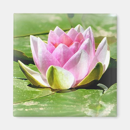 Pink Water Lily Magnet - Square (Vorne)