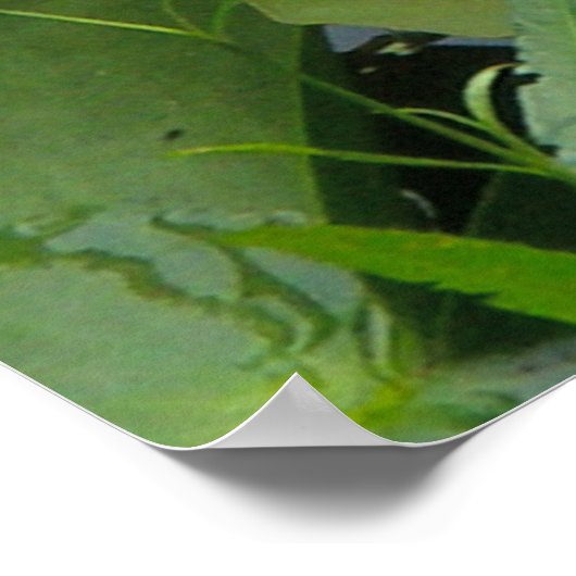 Pink Water Lily Poster (Ecke)