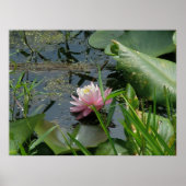 Pink Water Lily Poster (Vorne)