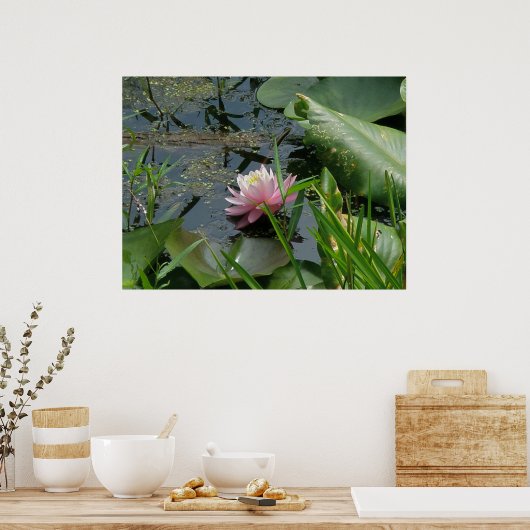 Pink Water Lily Poster (Küche)