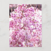 Pink Weeping Willow Tree Postcard Postkarte (Vorderseite)