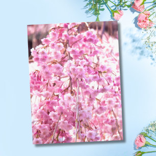 Pink Weeping Willow Tree Postcard Postkarte