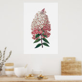 Pink-weiße Hydrangea-Poster Poster (Küche)