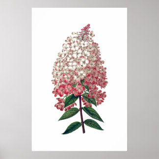 Pink-weiße Hydrangea-Poster Poster