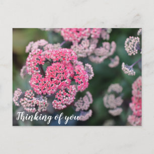 Pink & White Butterfly Stonecup Denken Sie an Sie Postkarte
