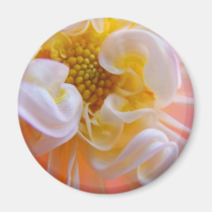 Pink White Dahlia Blume Magnet Floral Colorful