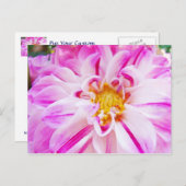 Pink White Dahlia Blume Postkarten Blumengarten (Vorne/Hinten)