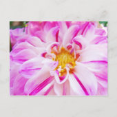 Pink White Dahlia Blume Postkarten Blumengarten (Vorderseite)