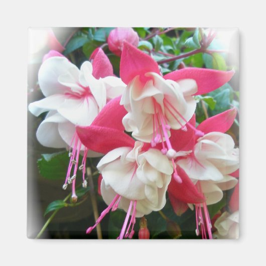 Pink & White Fuschia Magnet (Vorne)