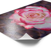Pink & White Hybrid Tee Rose Fotodruck (Ecke)