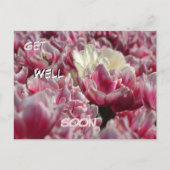 Pink White Tulips Muster bald gut erhalten Postcar Postkarte (Vorderseite)