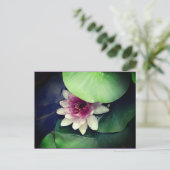 Pink, White Water Lilly Fotografie Postkarte (Stehend Vorderseite)